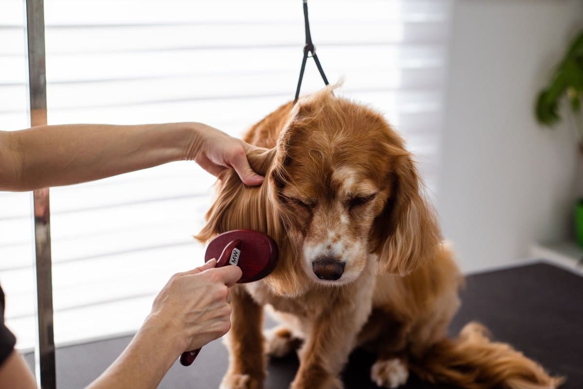 Fellwechsel beim Hund – go4vet