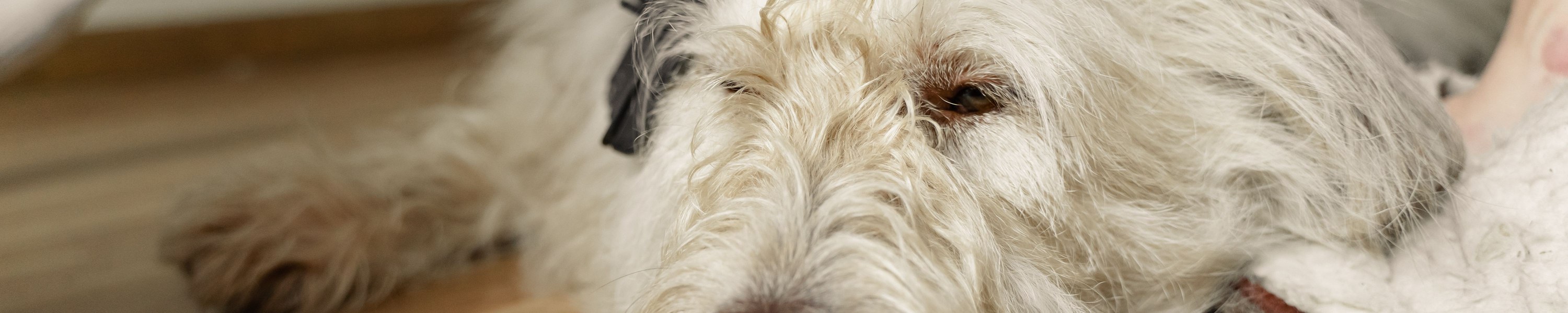 Fellwechsel beim Hund