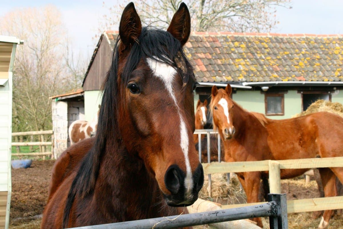 Fellwechsel beim Pferd: belastung, hautstützung und fütterun – go4vet