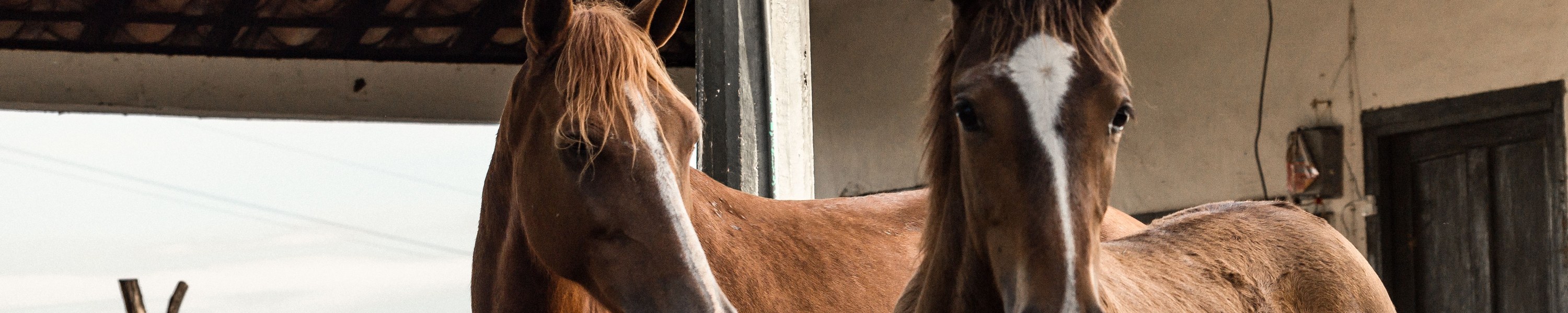 Fellwechsel beim Pferd: Belastung, Hautunterstützung und Fütterungsstrategie