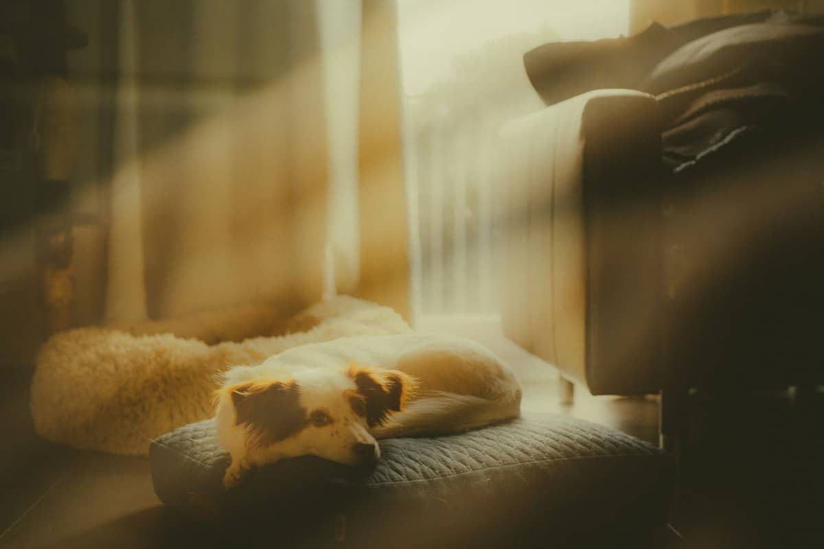 Ferienwohnung mit Hund finden: so klappt der Urlaub – go4vet