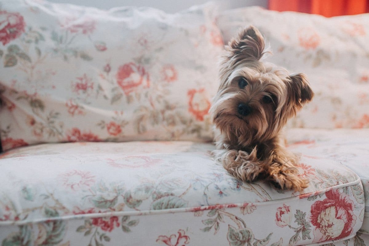 Ferienwohnung mit Hund finden: so klappt der Urlaub – go4vet