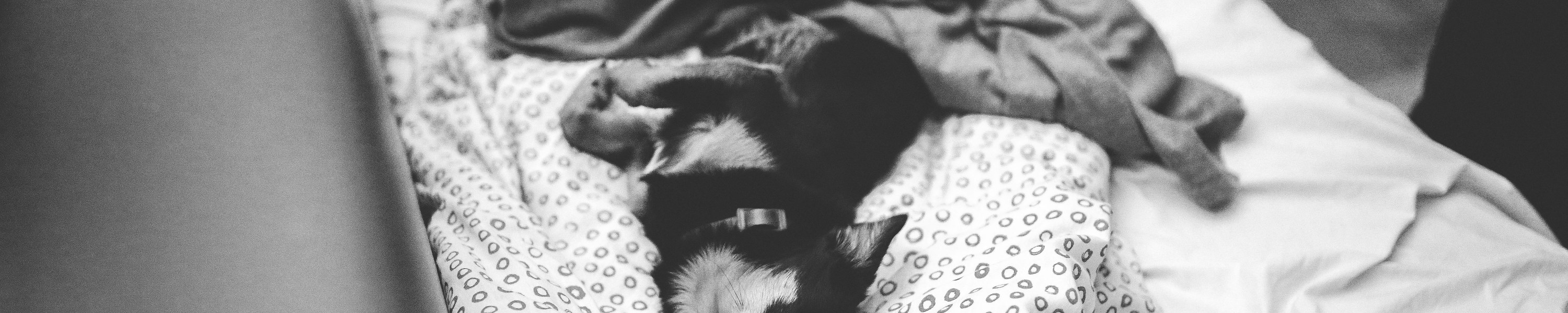 Ferienwohnung mit Hund finden: so klappt der Urlaub