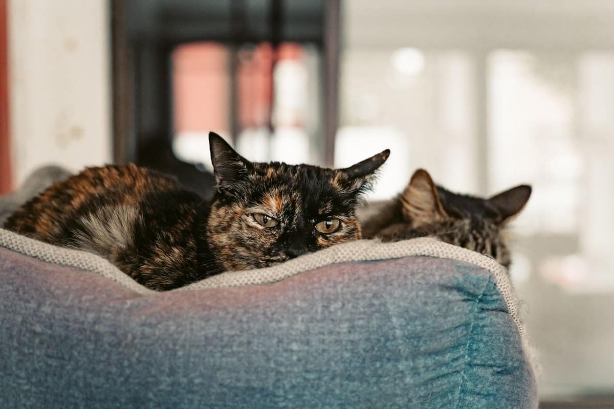 Ferienwohnung mit Katze: sicher einrichten und eingewöhnen – go4vet