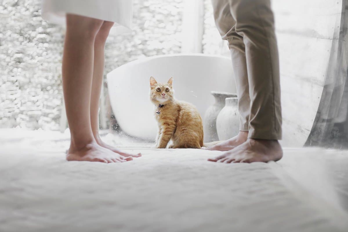 Ferienwohnung mit Katze: sicher einrichten und eingewöhnen – go4vet