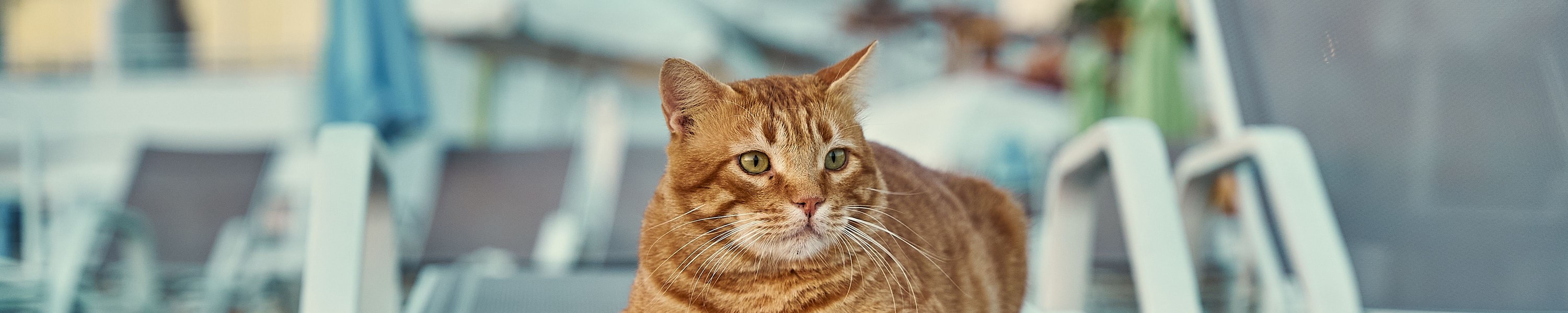 Ferienwohnung mit Katze: sicher einrichten und eingewöhnen