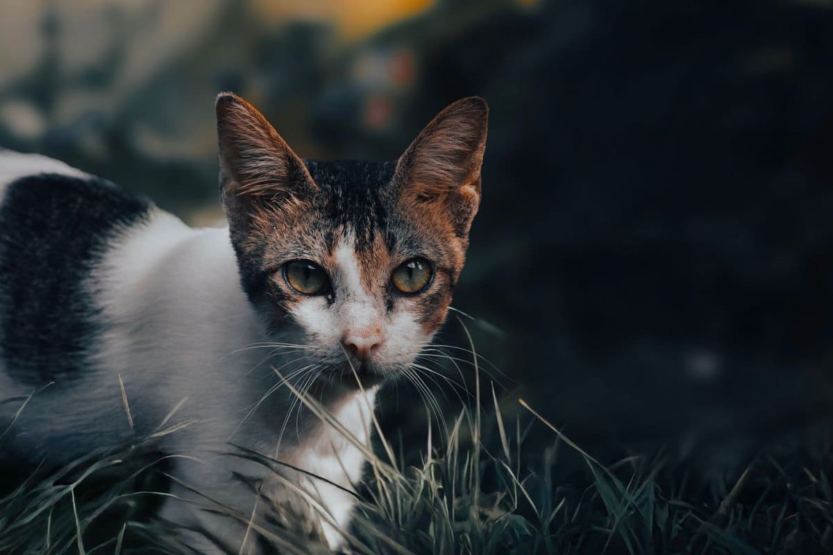 Fibrosarkom bei Katzen – go4vet