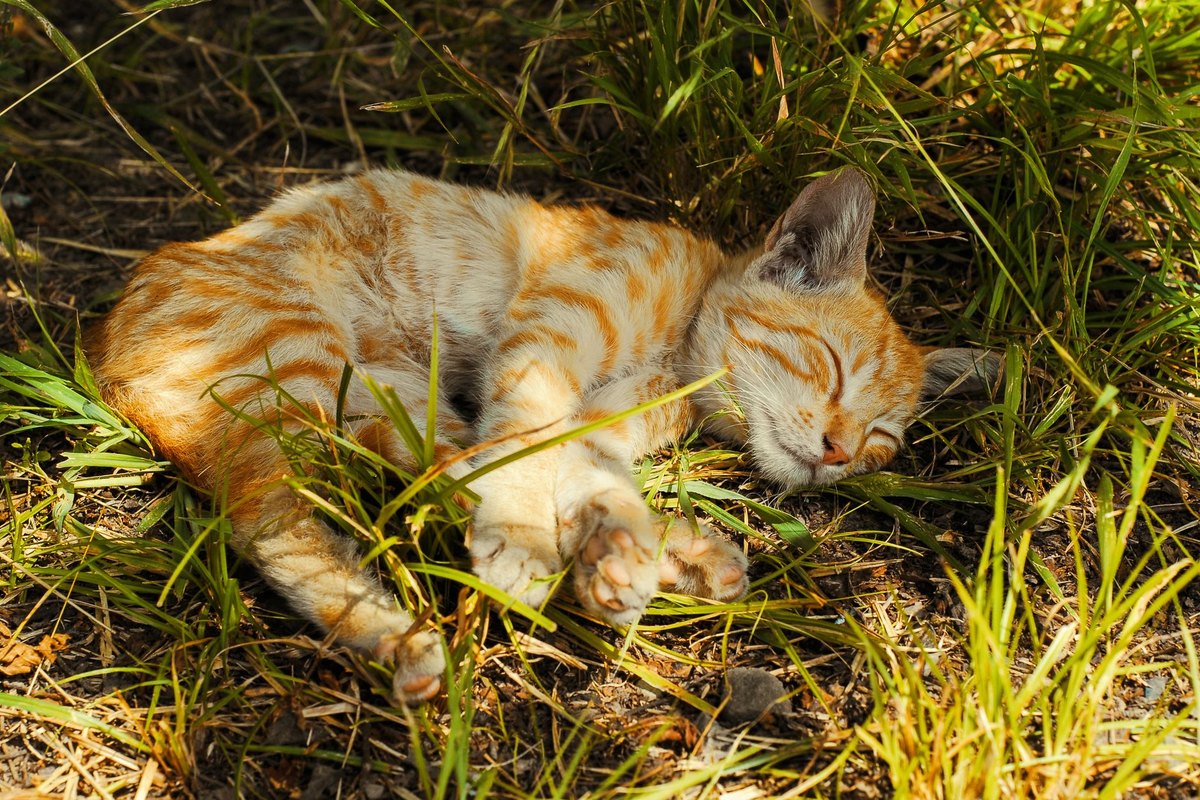 Fibrosarkom bei Katzen – go4vet