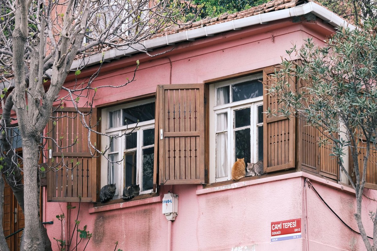 Fieber bei der Katze – go4vet