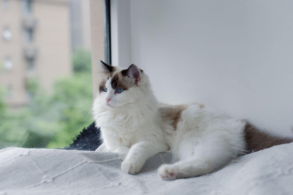 Fieber bei der Katze – go4vet