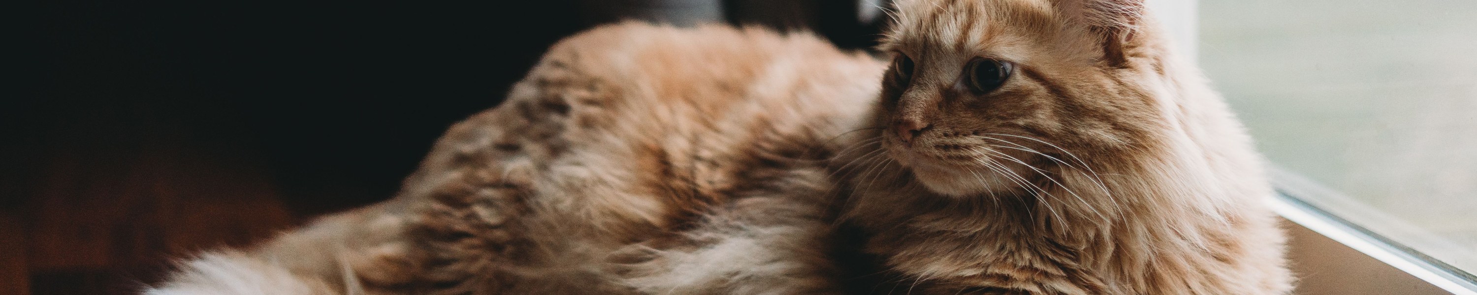 Fieber bei der Katze