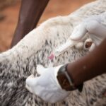 Fieber beim Pferd: Messen, Normwerte und Tierarzt-Wann