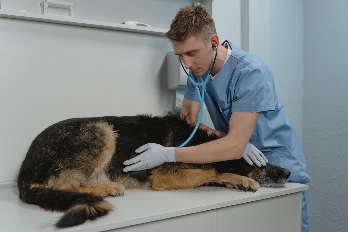 Fieber beim Pferd: Messen, Normwerte und Tierarzt-Wann – go4vet