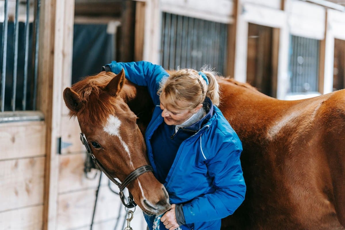Fieber beim Pferd: Messen, Normwerte und Tierarzt-Wann – go4vet