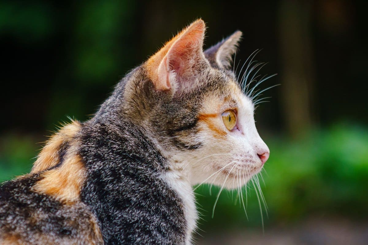 FIP (Feline infektiöse Peritonitis) bei Katzen – go4vet