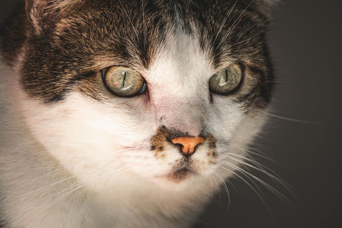 FIP (Feline infektiöse Peritonitis) bei Katzen – go4vet
