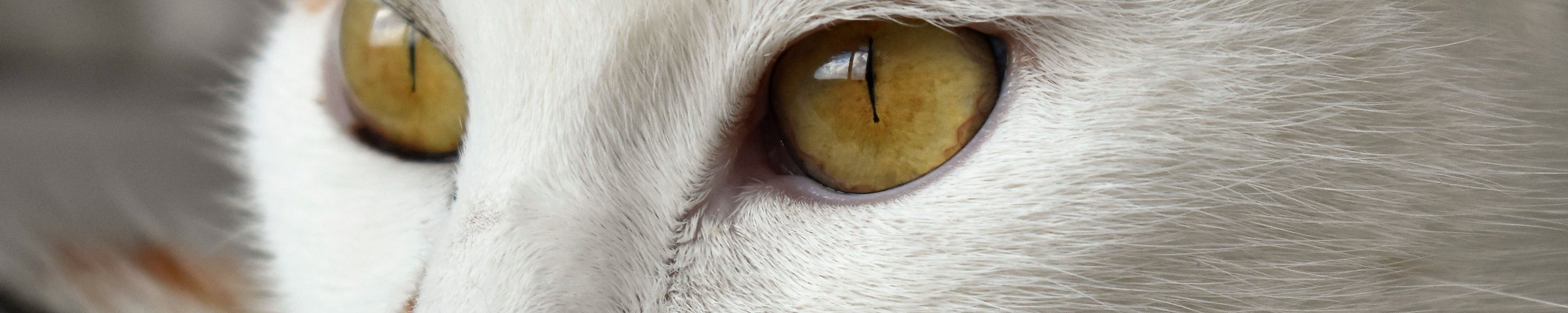 FIP (Feline infektiöse Peritonitis) bei Katzen