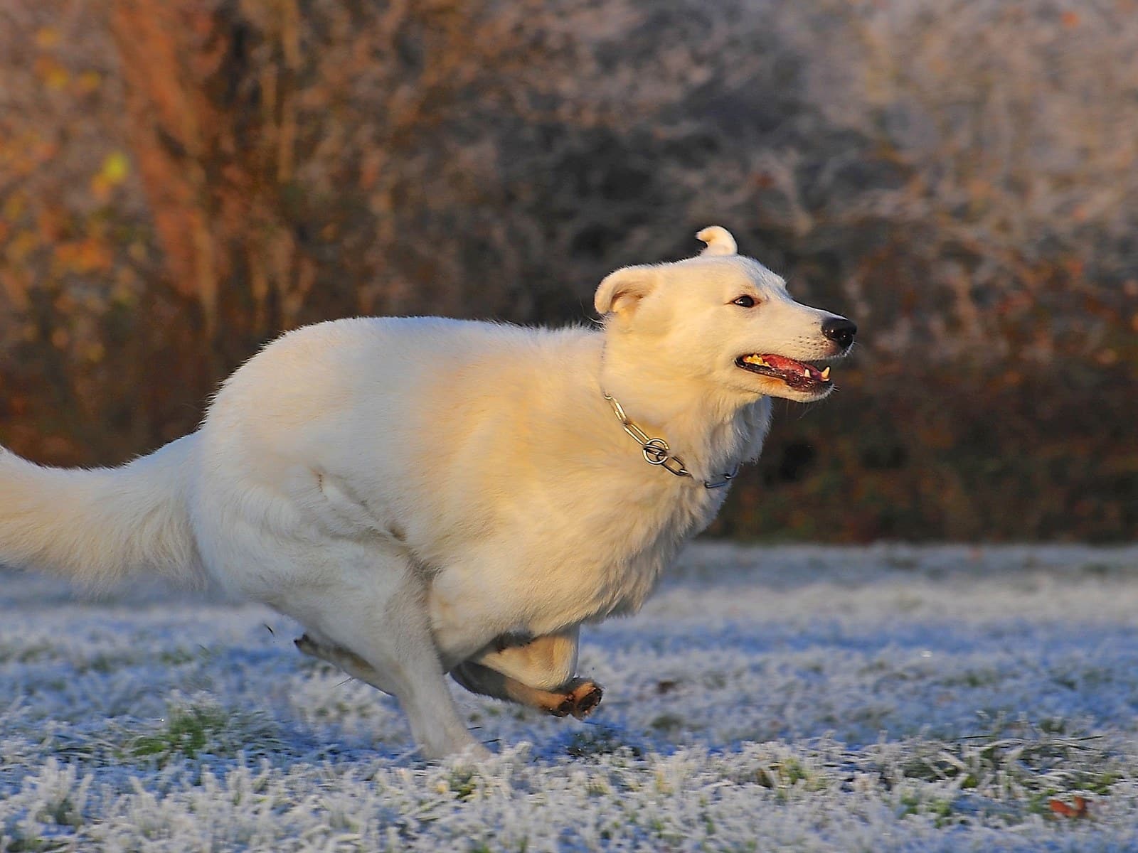 Flöhe erkennen beim Hund
