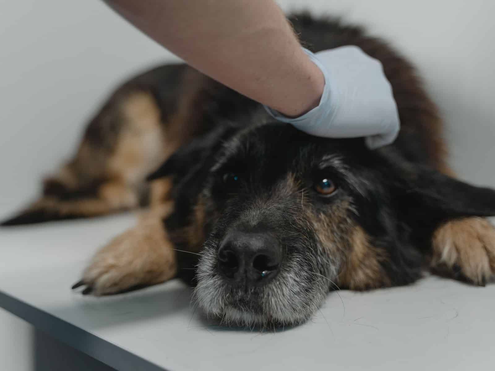 Floh- und Zeckenschutz für Hund und Katze — der richtige Schutz im Vergleich