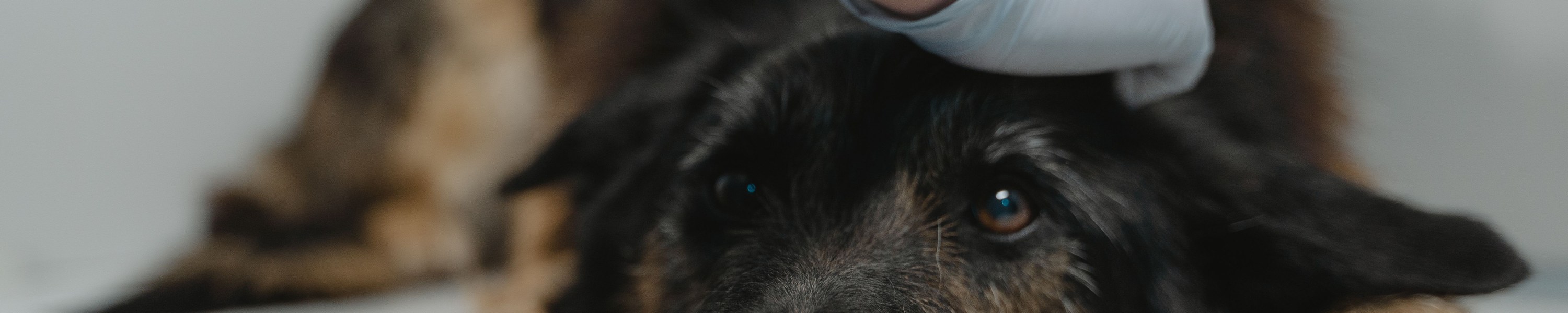 Floh- und Zeckenschutz für Hund und Katze — der richtige Schutz im Vergleich