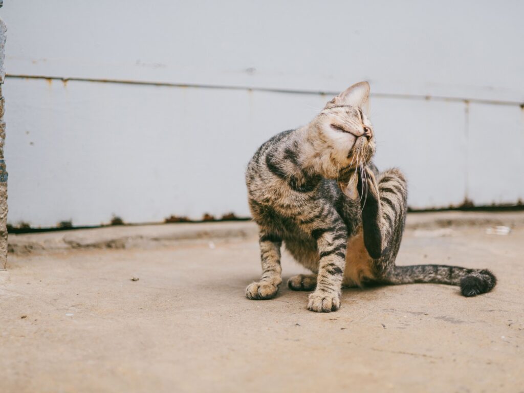 Floh-Befall bei Katze: erkennen, behandeln, Wohnung sanieren