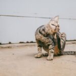 Floh-Befall bei Katze: erkennen, behandeln, Wohnung sanieren