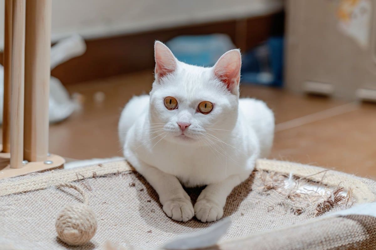 Floh-Befall bei Katze: erkennen, behandeln, Wohnung sanieren – go4vet