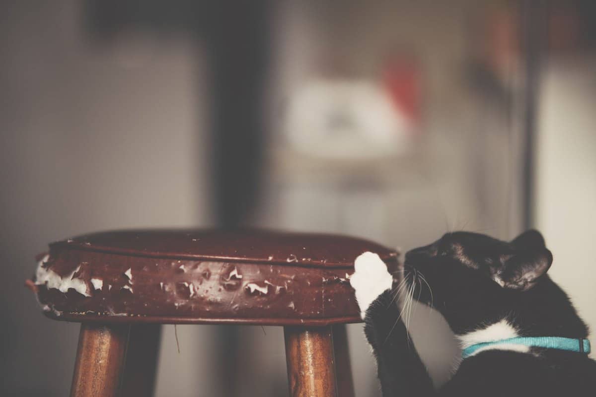 Floh-Befall bei Katze: erkennen, behandeln, Wohnung sanieren – go4vet