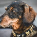Flohhalsbänder Katze: Sind Flohhalsbänder mit Permethrin gefährlich?
