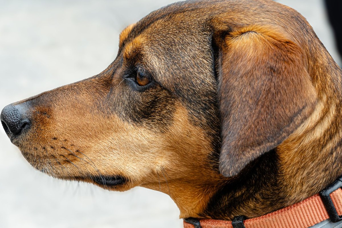Flohhalsbänder Katze: Sind Flohhalsbänder mit Permethrin gef – go4vet
