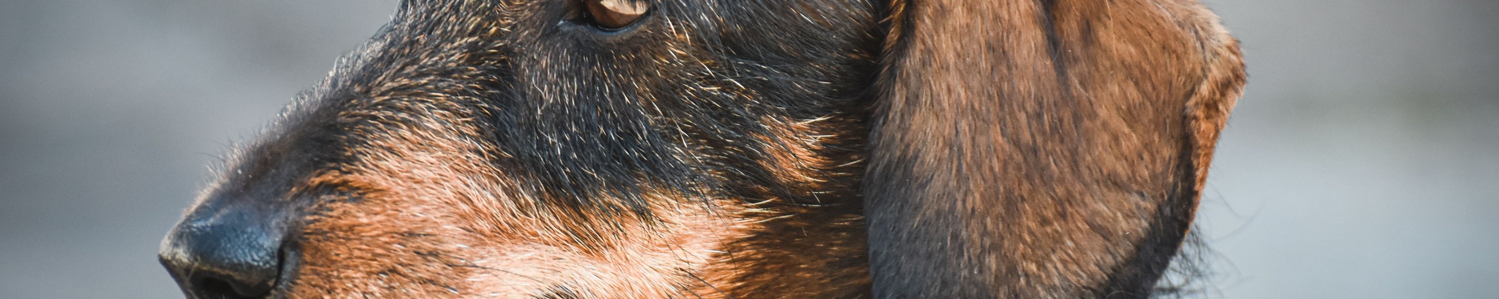 Flohhalsbänder Katze: Sind Flohhalsbänder mit Permethrin gefährlich?