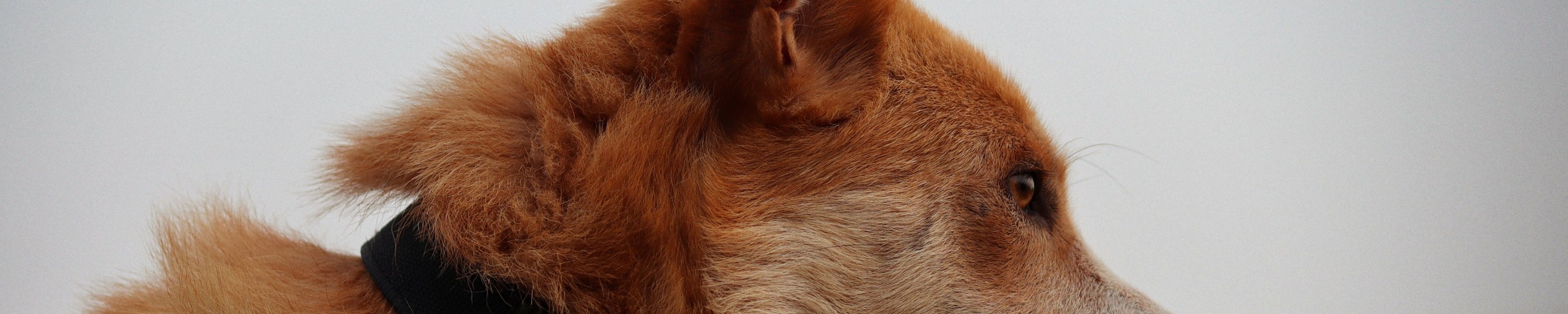Flohhalsbänder Katze: Sind Flohhalsbänder mit Permethrin gefährlich?