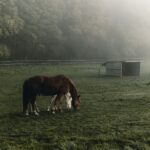 Fohlen absetzen: Wann ist der richtige Zeitpunkt?