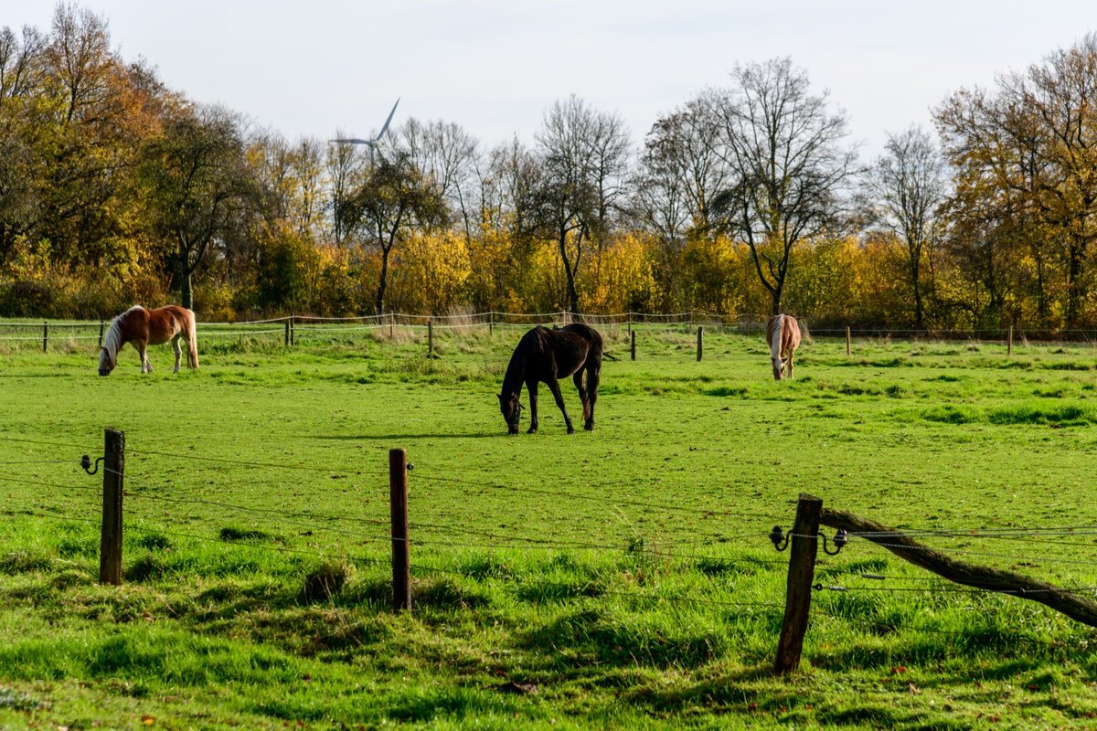 Fohlen auf der Weide: Was du beachten musst – go4vet