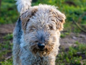 Foxterrier (Drahthaar)