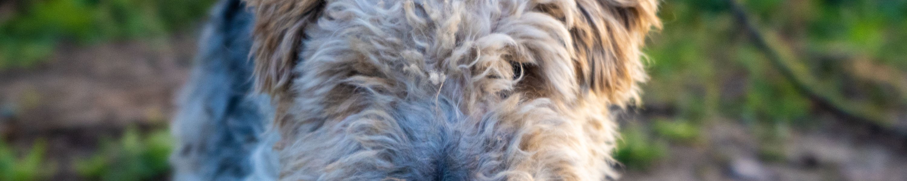 Foxterrier (Drahthaar)