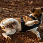 Foxterrier (Glatthaar)