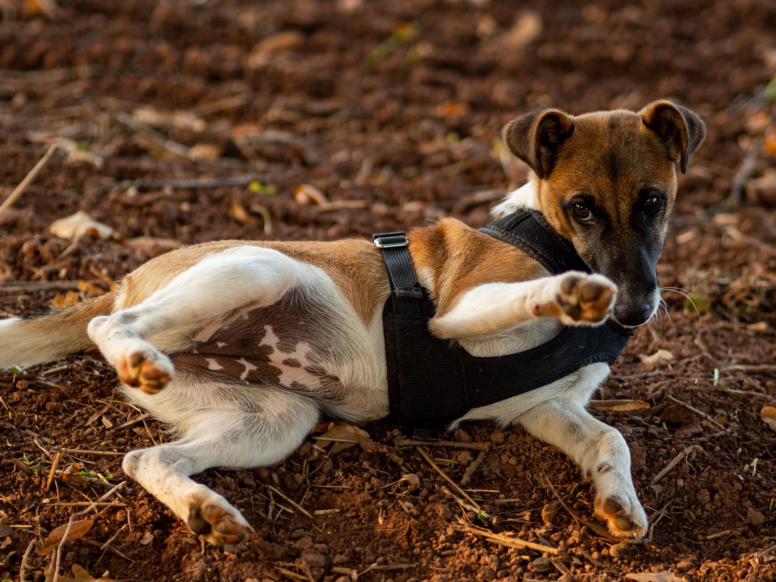 Foxterrier (Glatthaar)