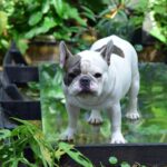 Französische Bulldogge