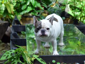 Französische Bulldogge
