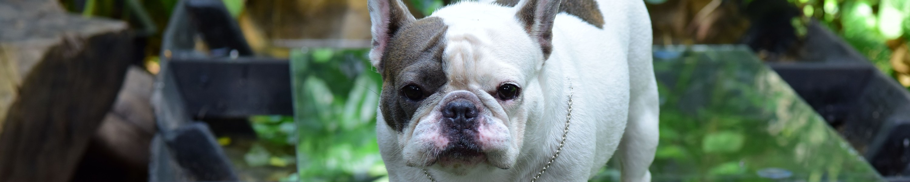Französische Bulldogge