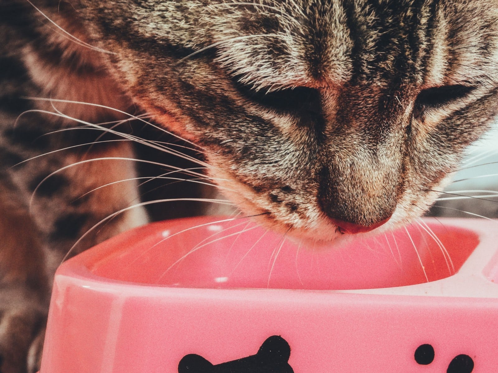 Das beste Futter für alte Katzen: Worauf du achten musst