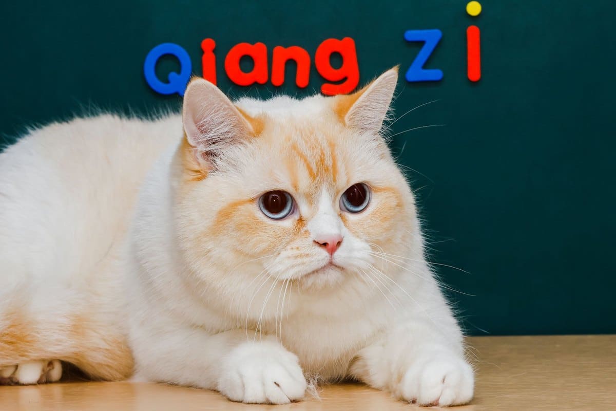 Futter für kastrierte Katzen – go4vet