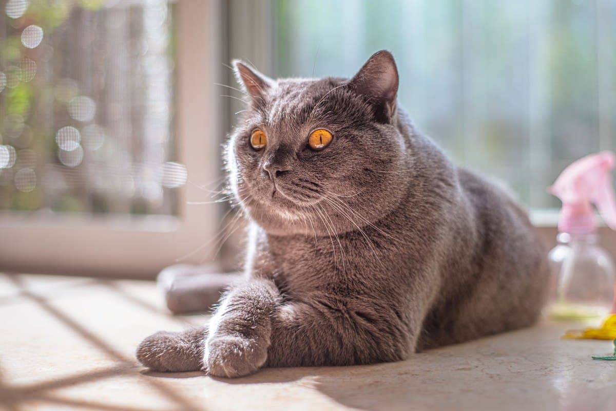 Futter für kastrierte Katzen – go4vet