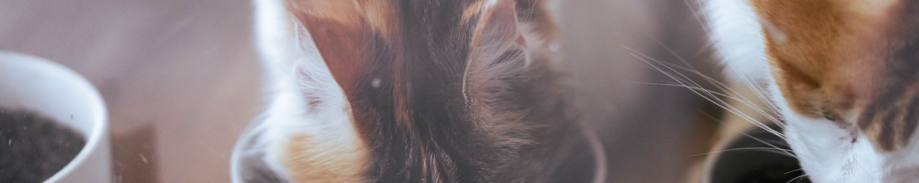 Futter für kastrierte Katzen