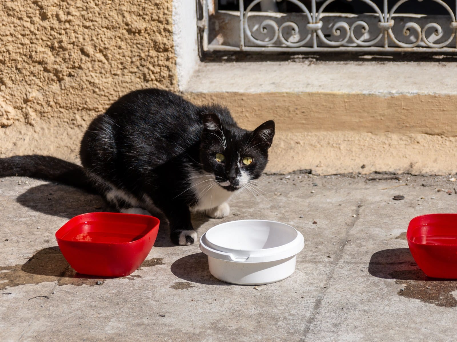 Futter für übergewichtige Katzen
