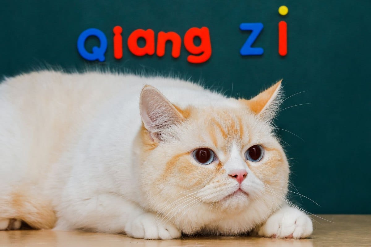 Futter für übergewichtige Katzen – go4vet