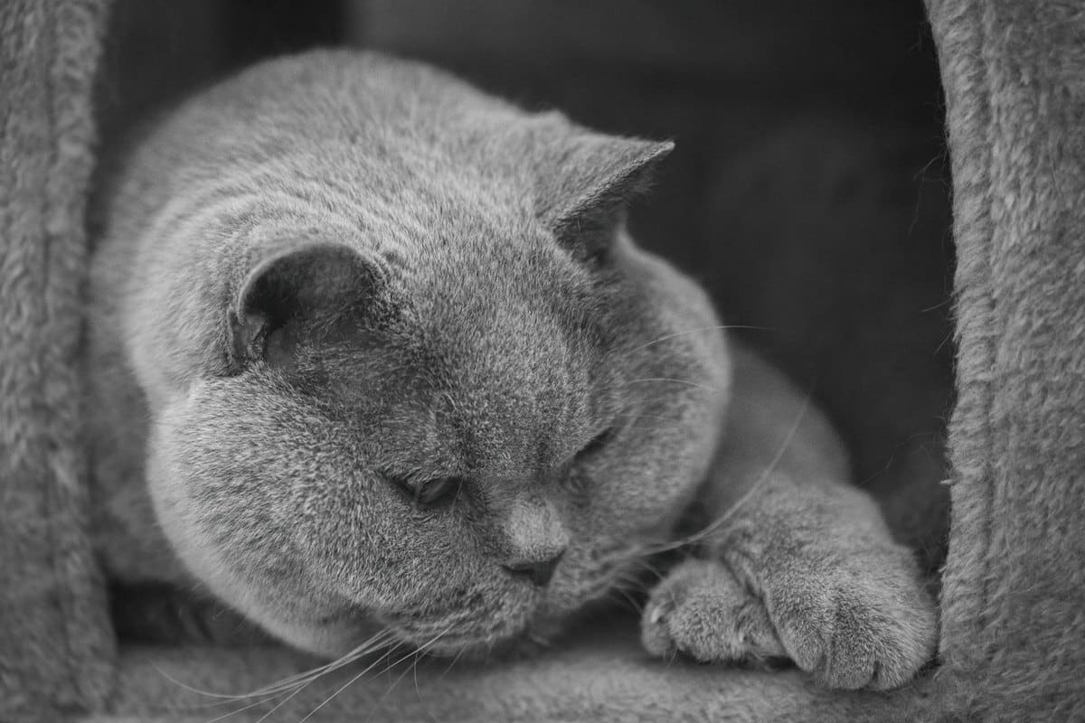 Futter für übergewichtige Katzen – go4vet