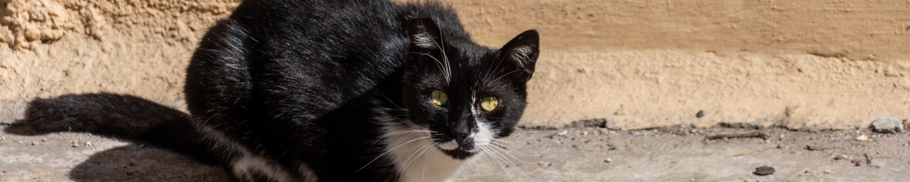 Futter für übergewichtige Katzen