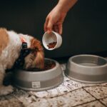 Futterallergie beim Hund: Symptome erkennen und richtig handeln